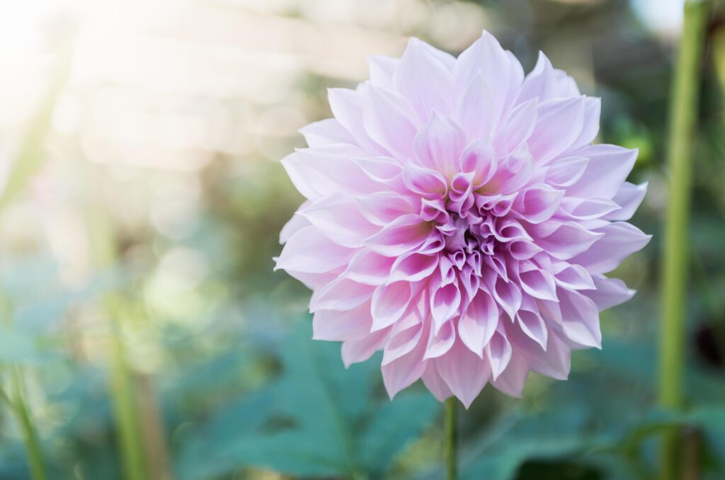 hybrid Light Pink Dahlia flower Stock Free