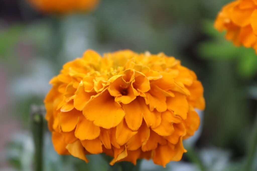 Beautiful Marigold Flower Stock Free