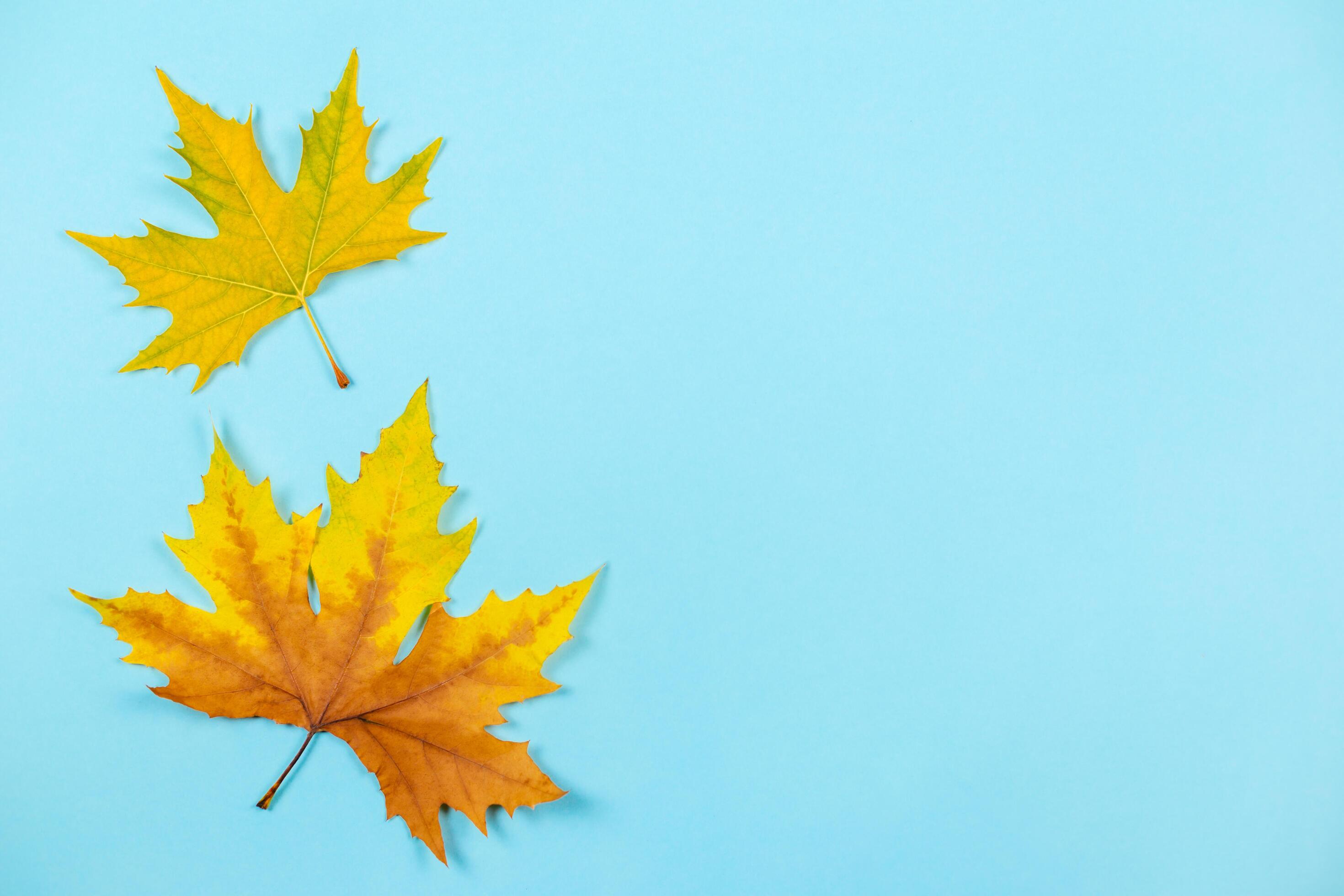 Beautiful autumn maple leaves on blue pastel background. Place for text. Minimal. Stock Free