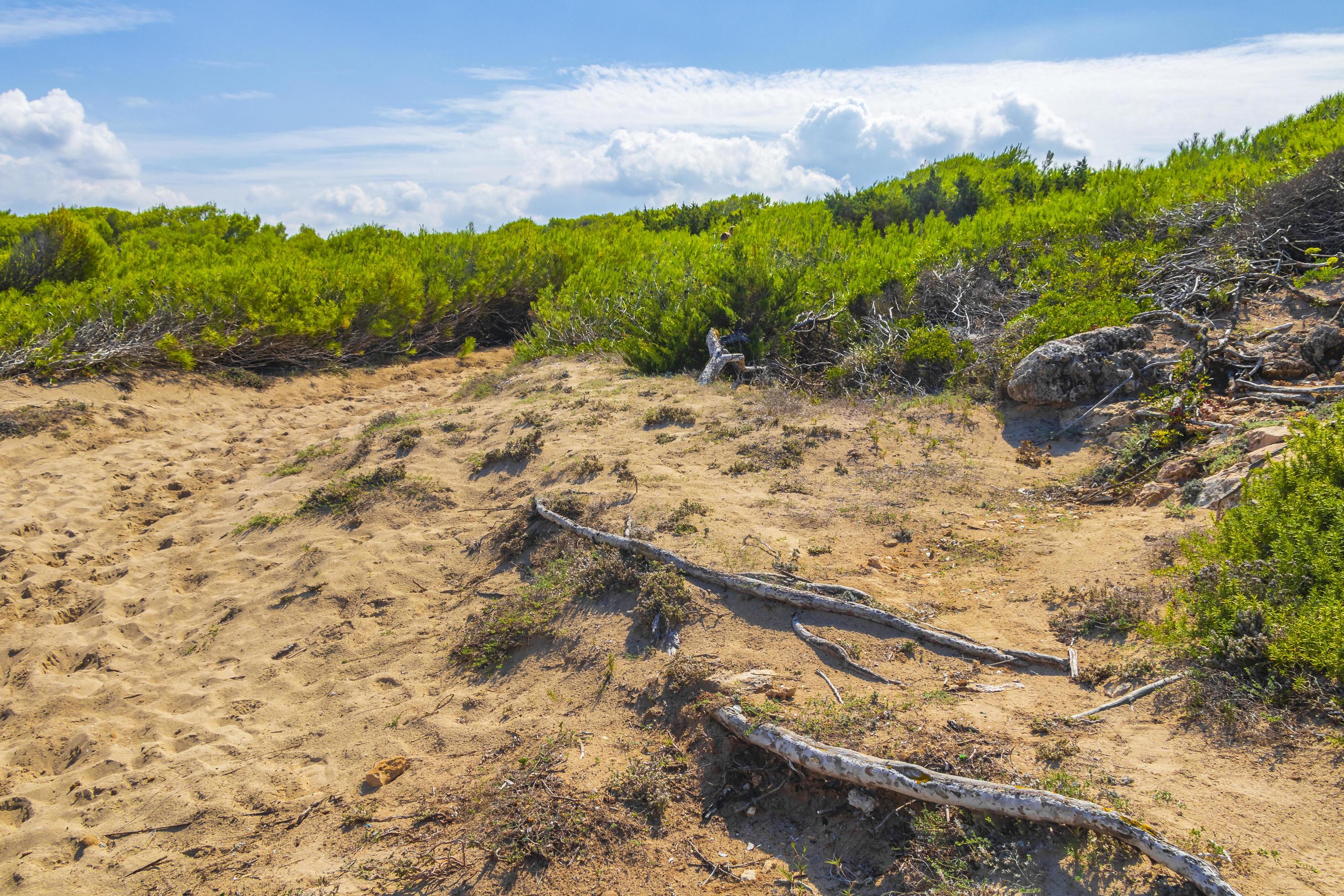 Natural forest landscape trekking path Can Picafort Mallorca Spain. Stock Free