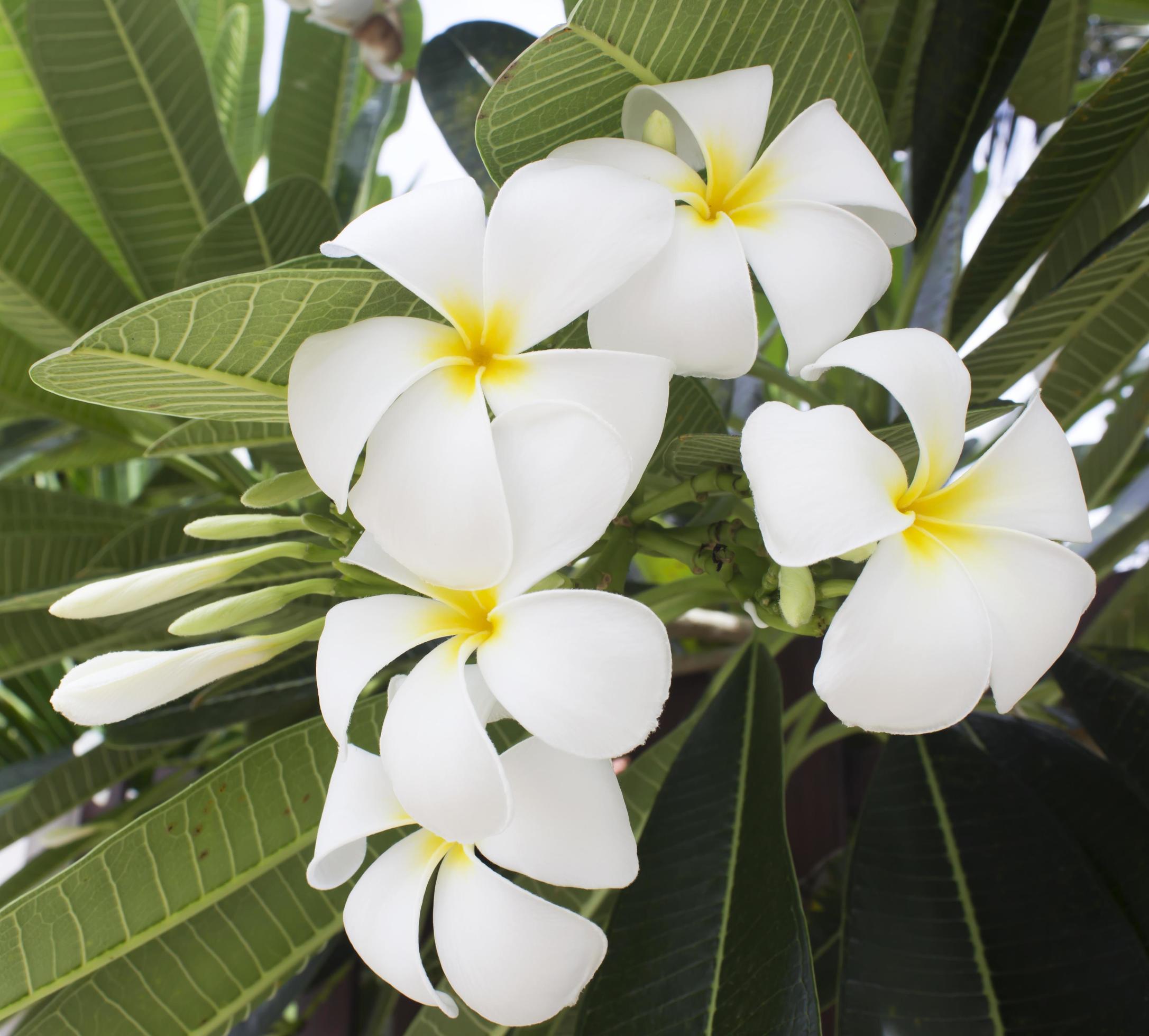 Tropical flowers frangipani Stock Free