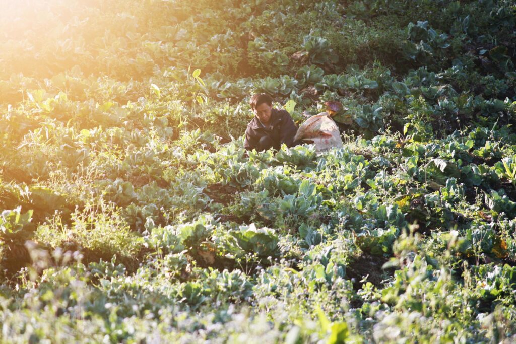 Old man Hilltribes is Strawberry Farming with beautiful natural sunlight in the morning on plantation farm in Thailand Stock Free