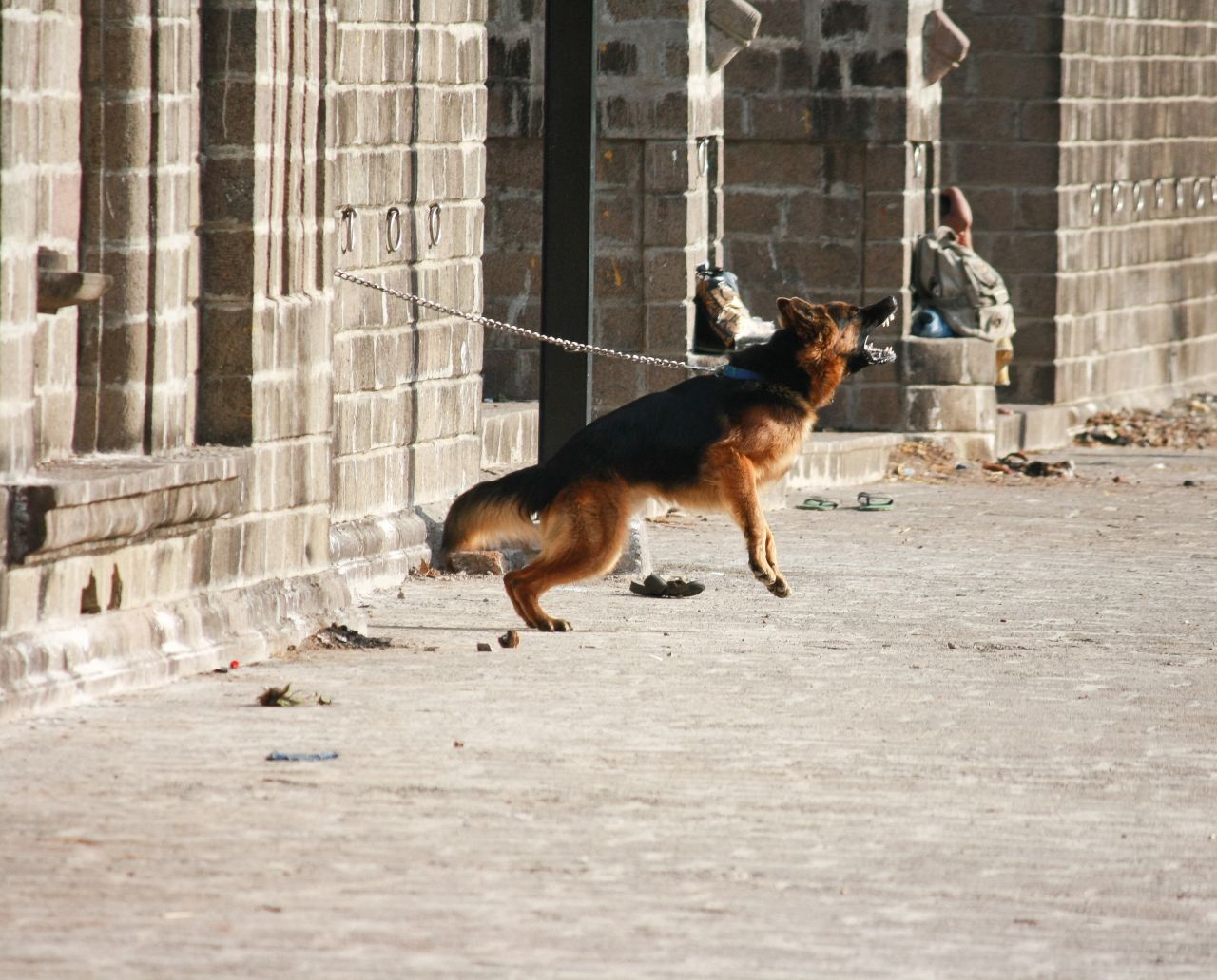 Jumping German Shephard Stock Free