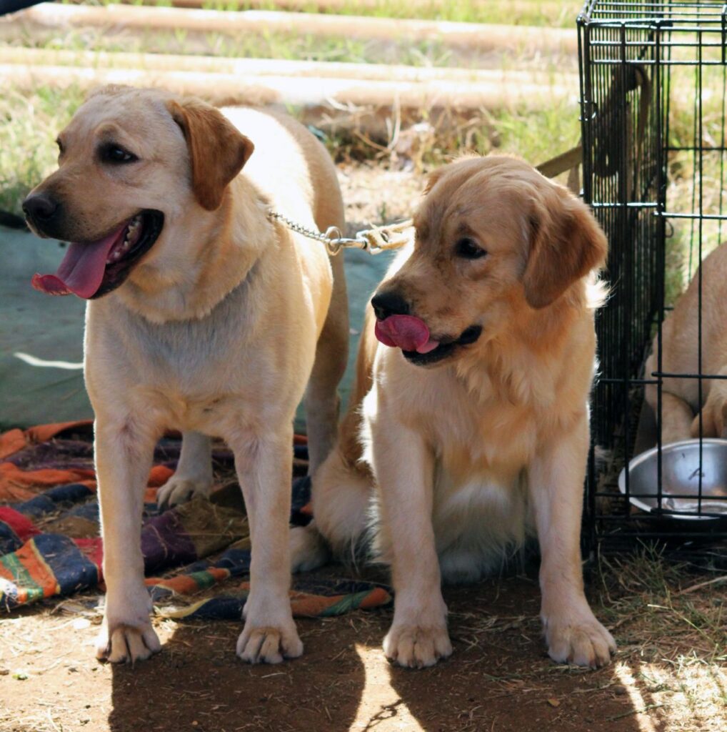 Two Cute Labradors Stock Free