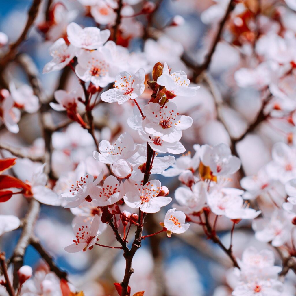 Beautiful pink flower in the spring season Stock Free