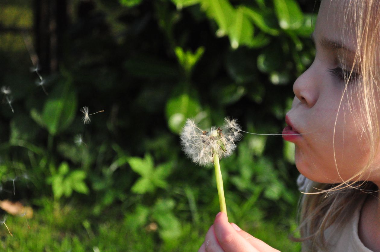 Blowing dandelion Stock Free