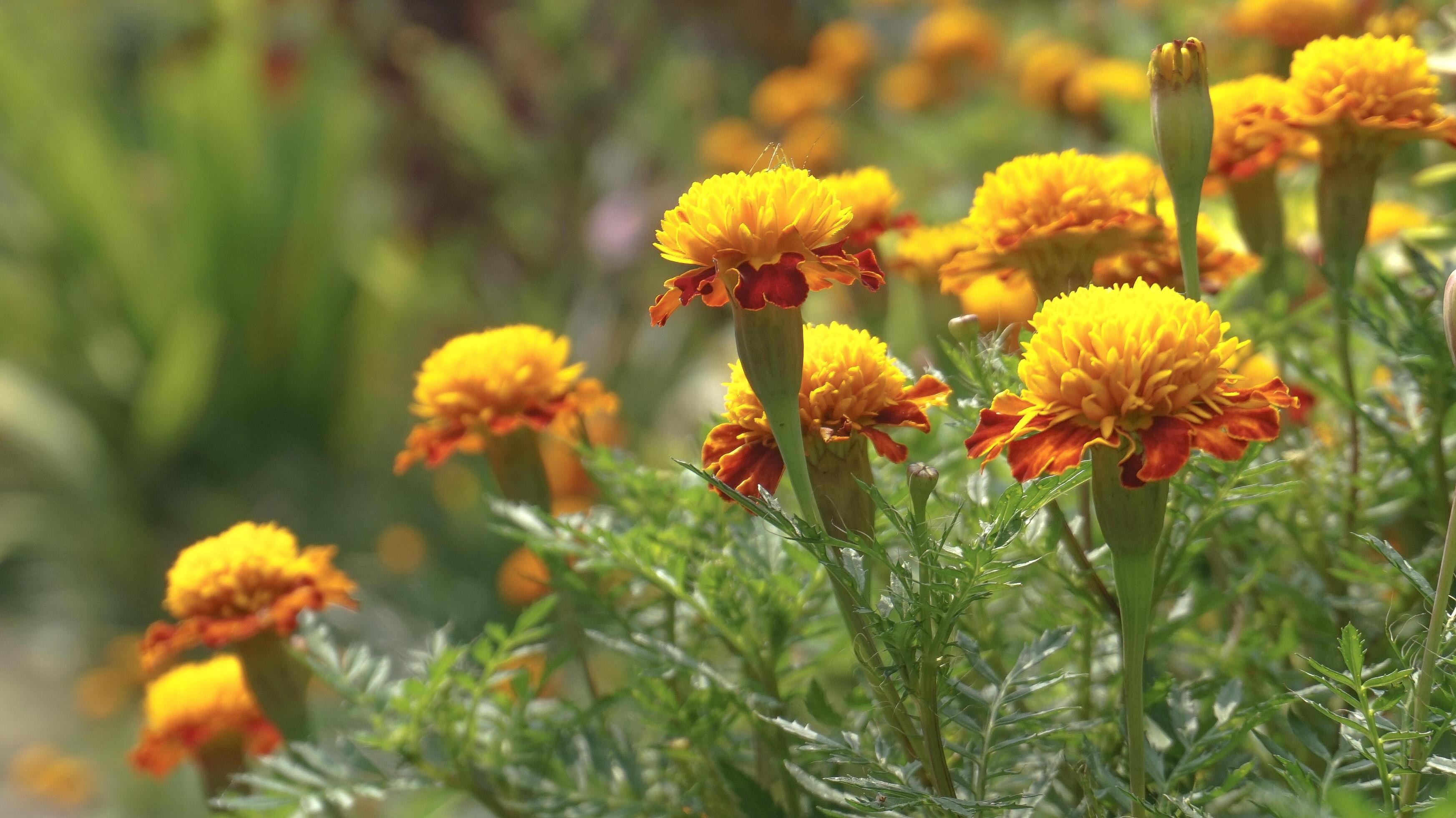 beautiful marigold flowers with nature background Stock Free