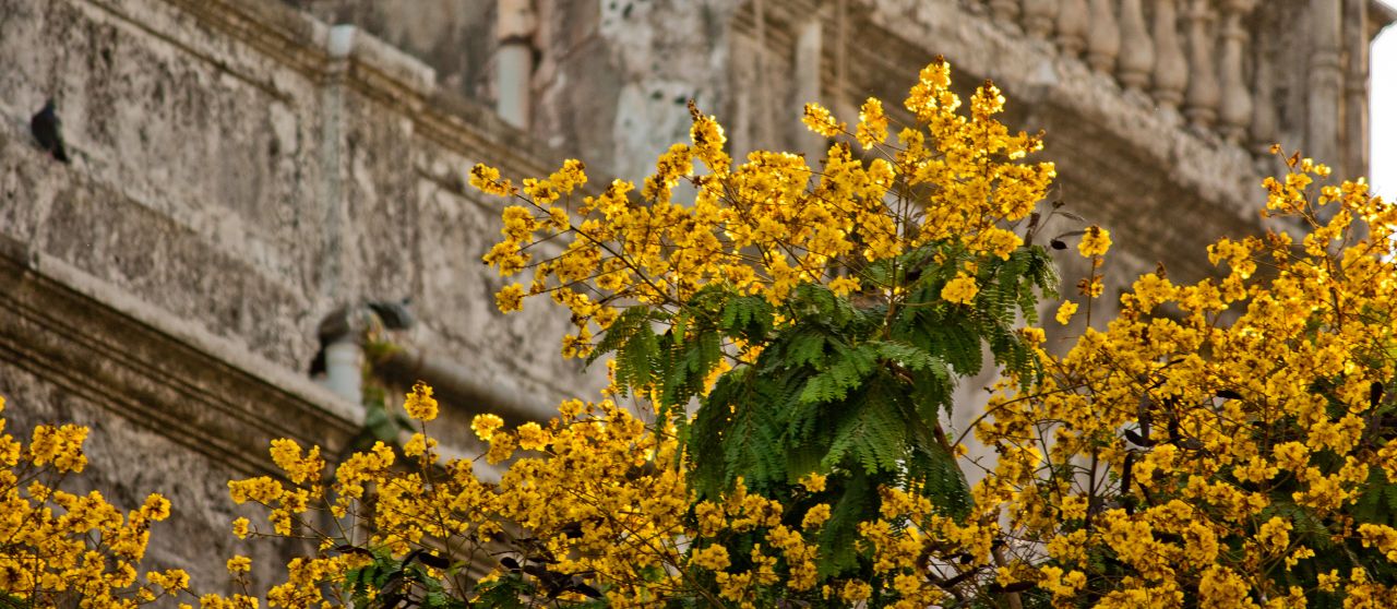 Yellow Flower Tree Stock Free