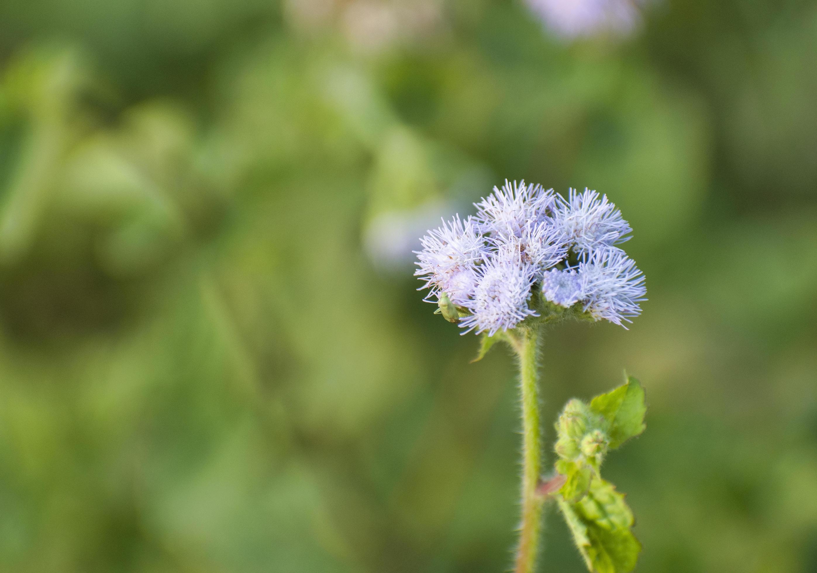 Wild Flower in Bangladesh. Stock Free