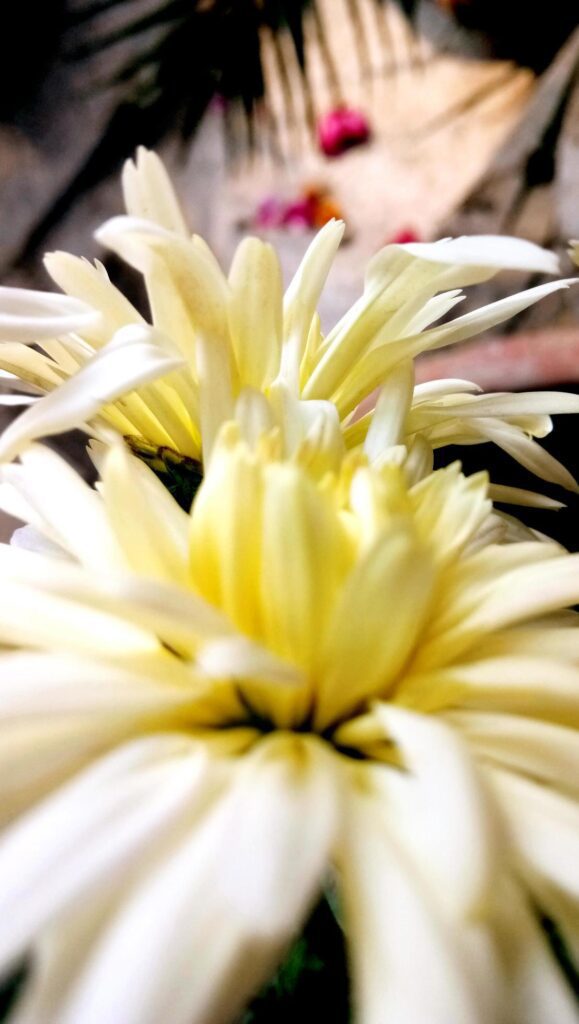 Closeup of common daisy flowers collected in spring Stock Free