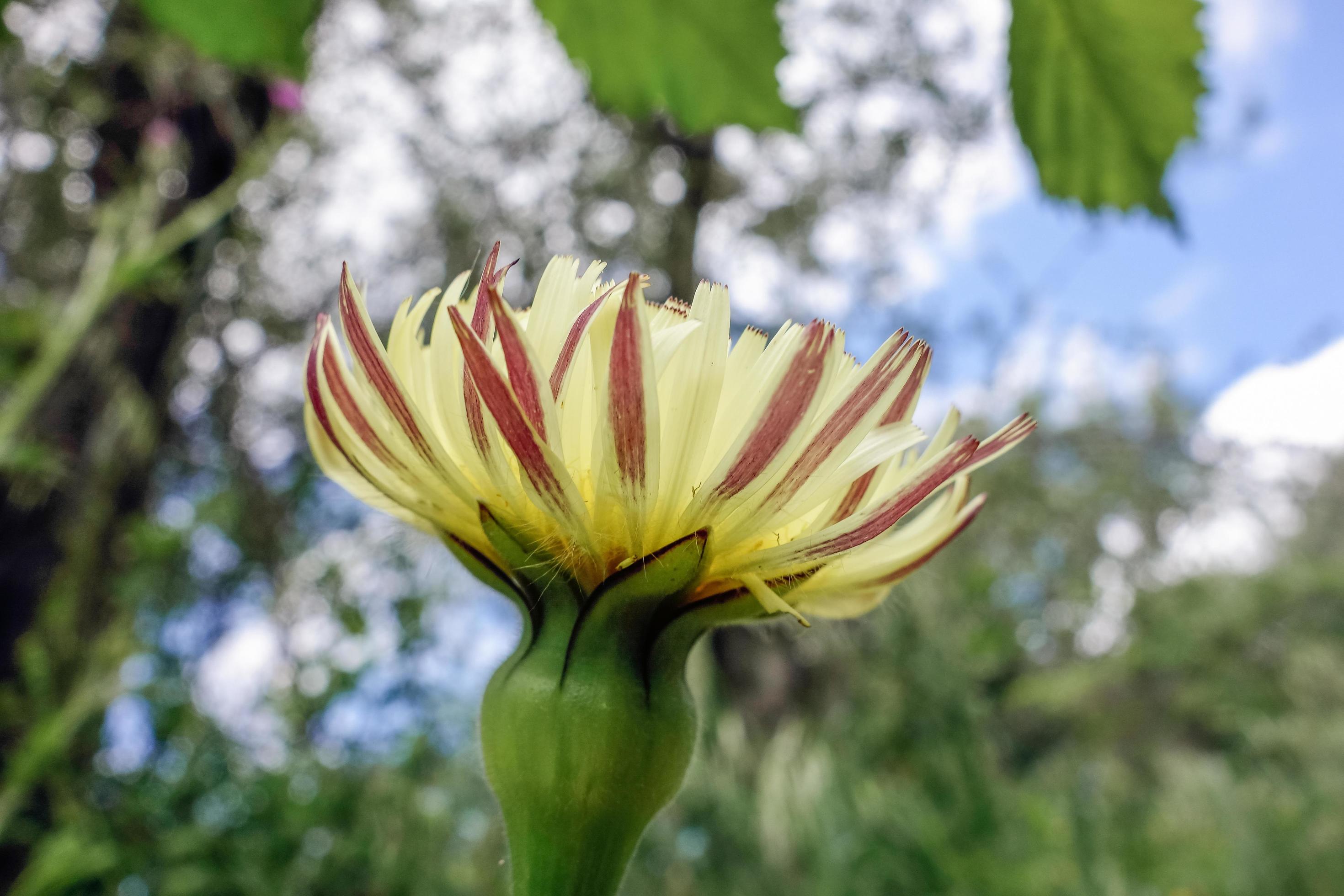 Golden Fleece flowering wild in Tuscany Stock Free