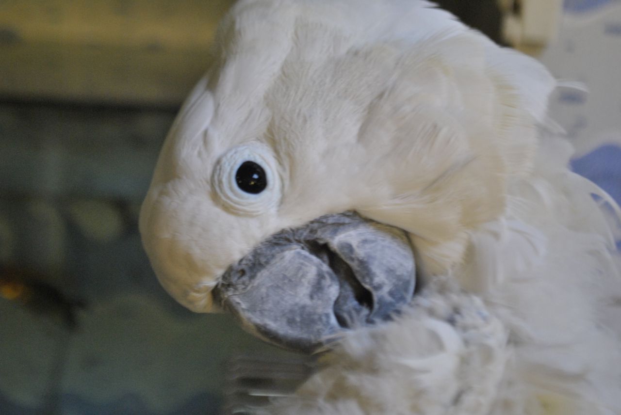 White Beautiful Bird Stock Free