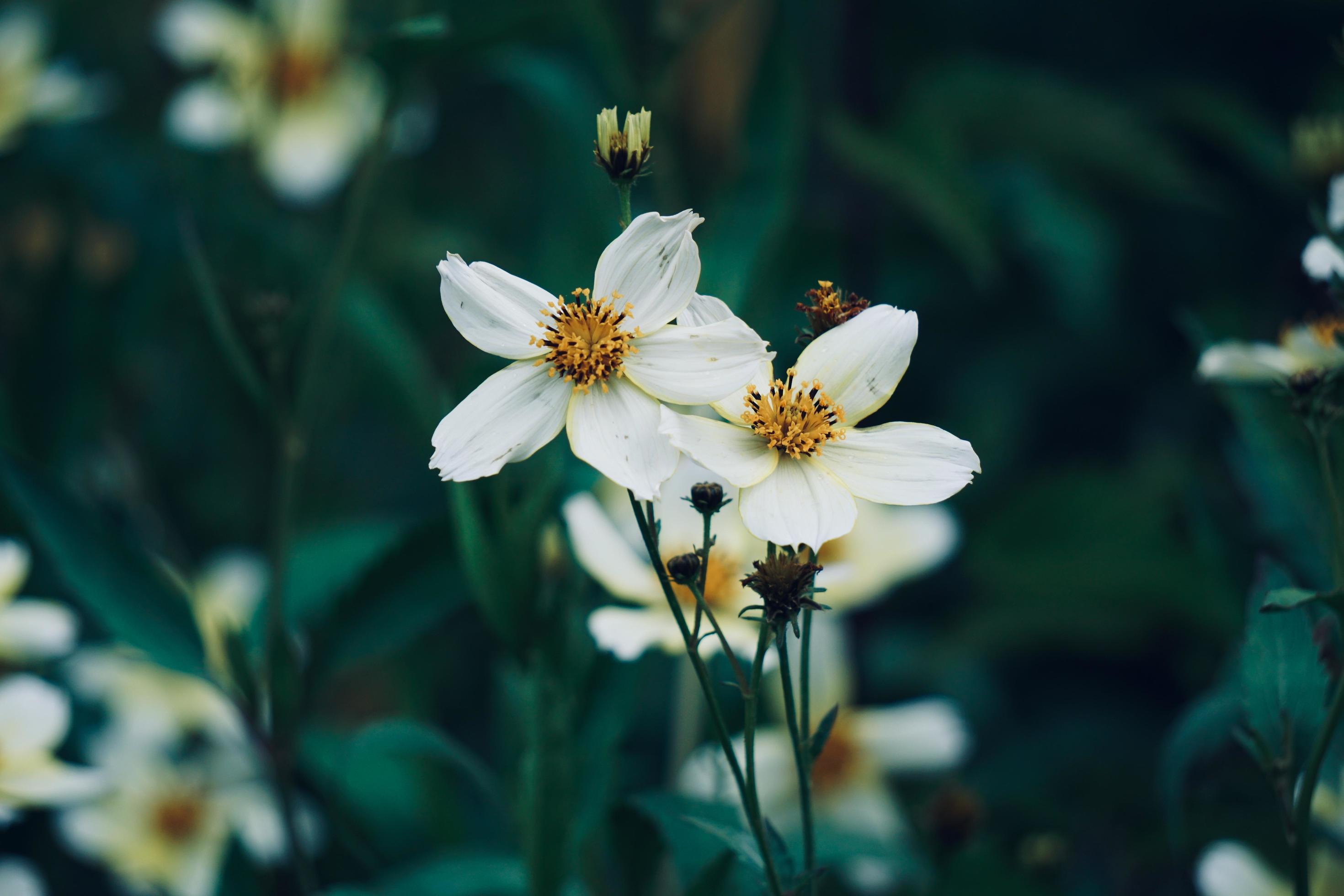 Beautiful white flowers in the garden in spring season Stock Free