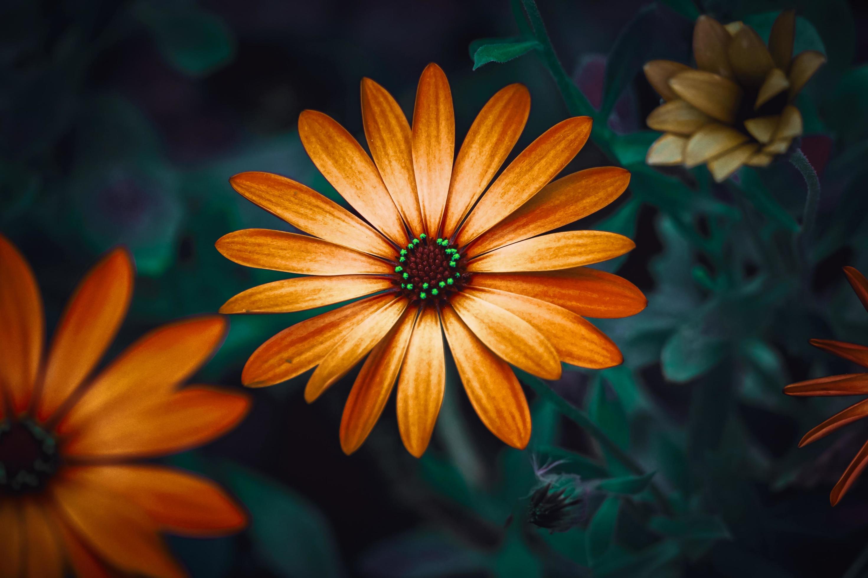 beautiful orange flowers in springtime Stock Free