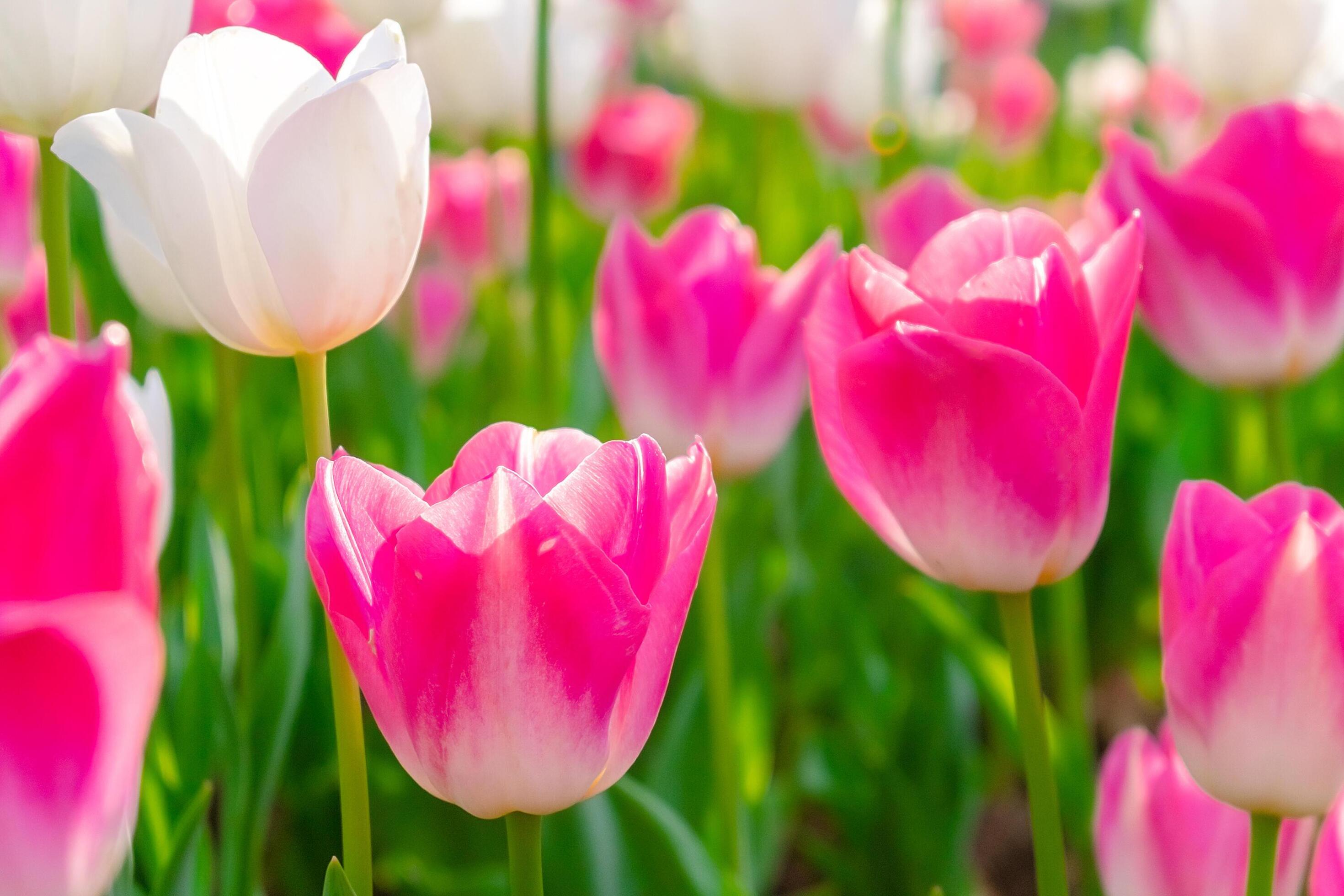 Background of many bright pink tulips. Floral background from a carpet of bright pink tulips. Stock Free