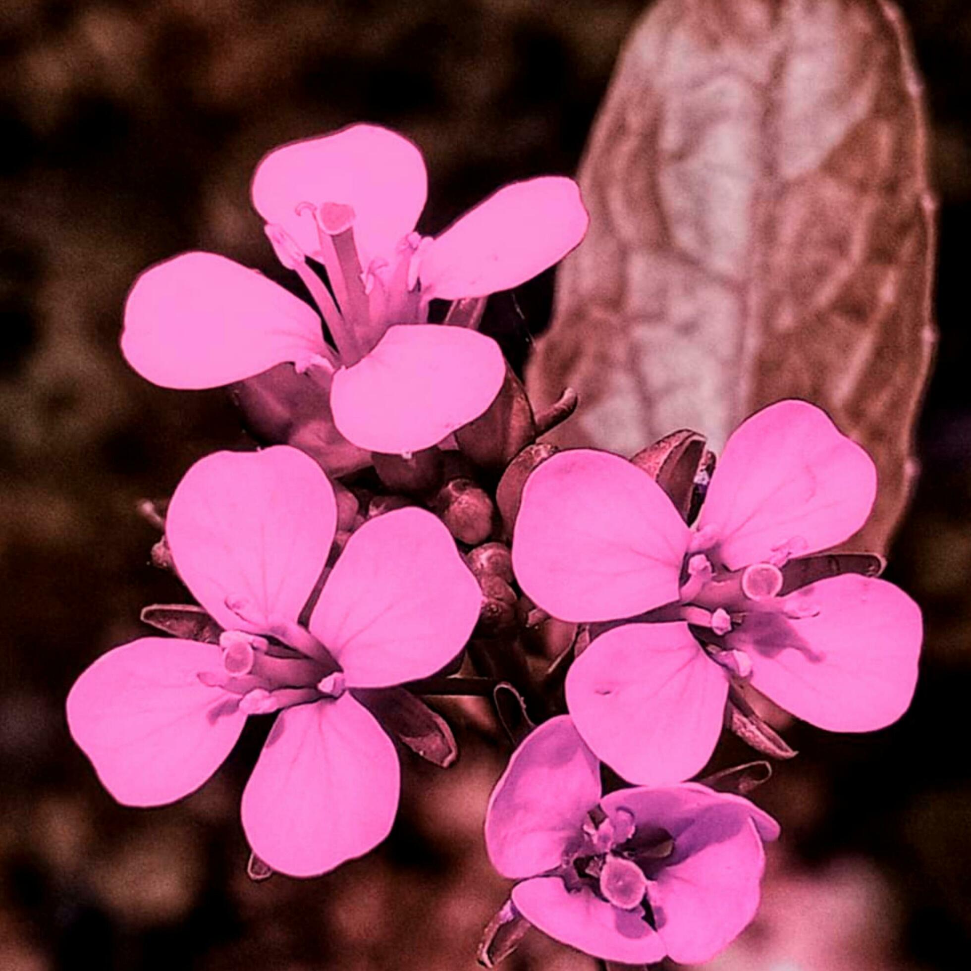 Beautiful blooming flower in the garden Stock Free