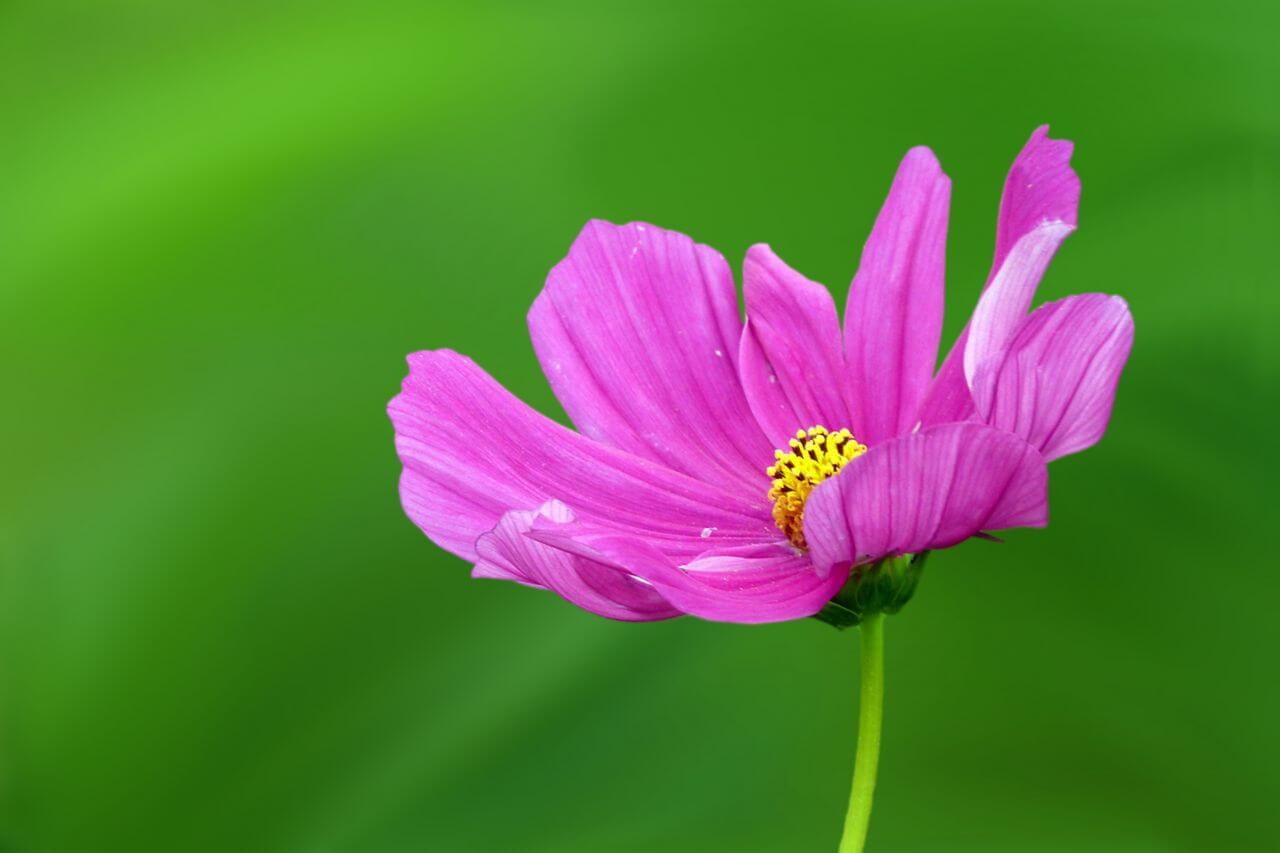 Pink Flower Stock Free