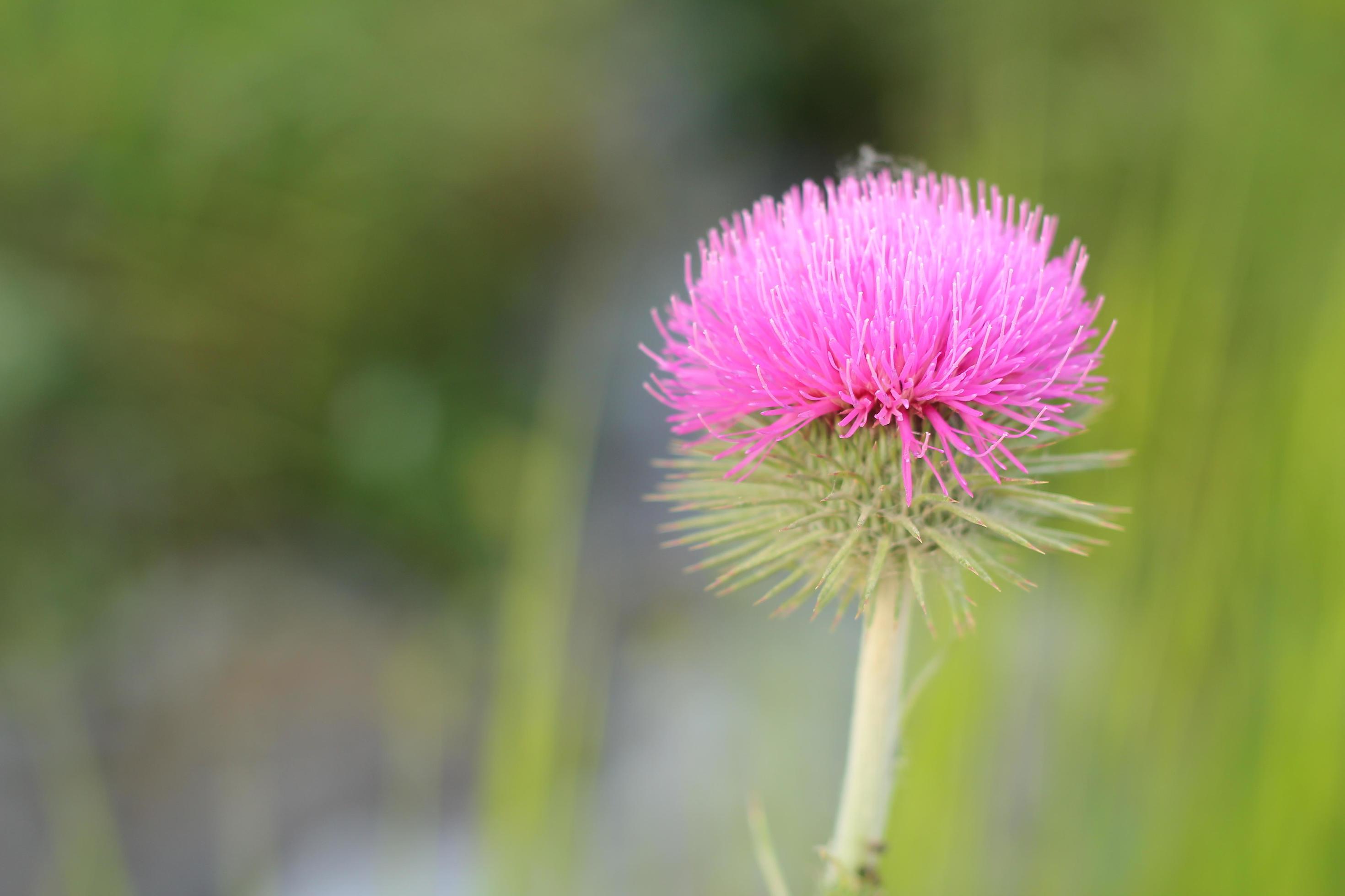 Close up of a beautiful pink flower Stock Free