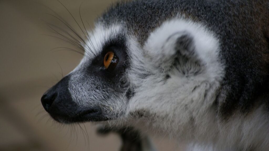 Close up of a lemur Stock Free