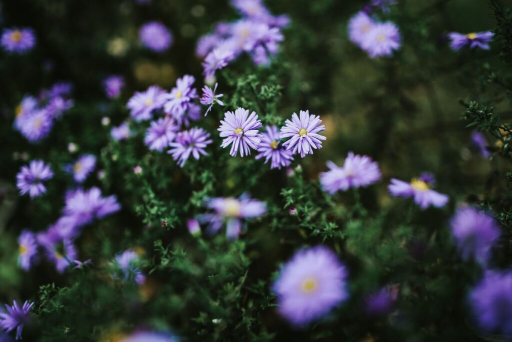 Purple flowers close-ups Stock Free