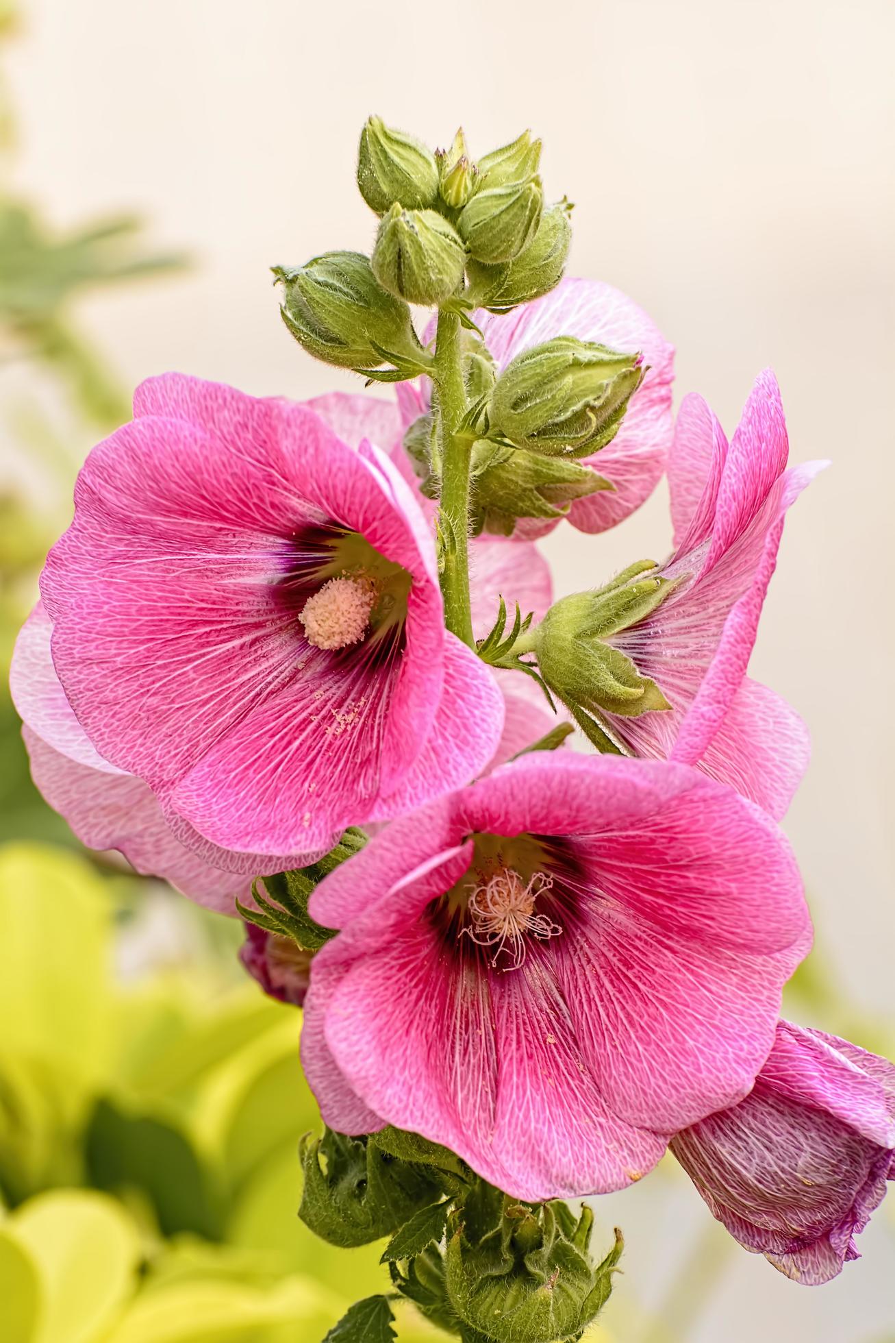 Hollyhock flower is many colors and beautiful in the garden. Stock Free