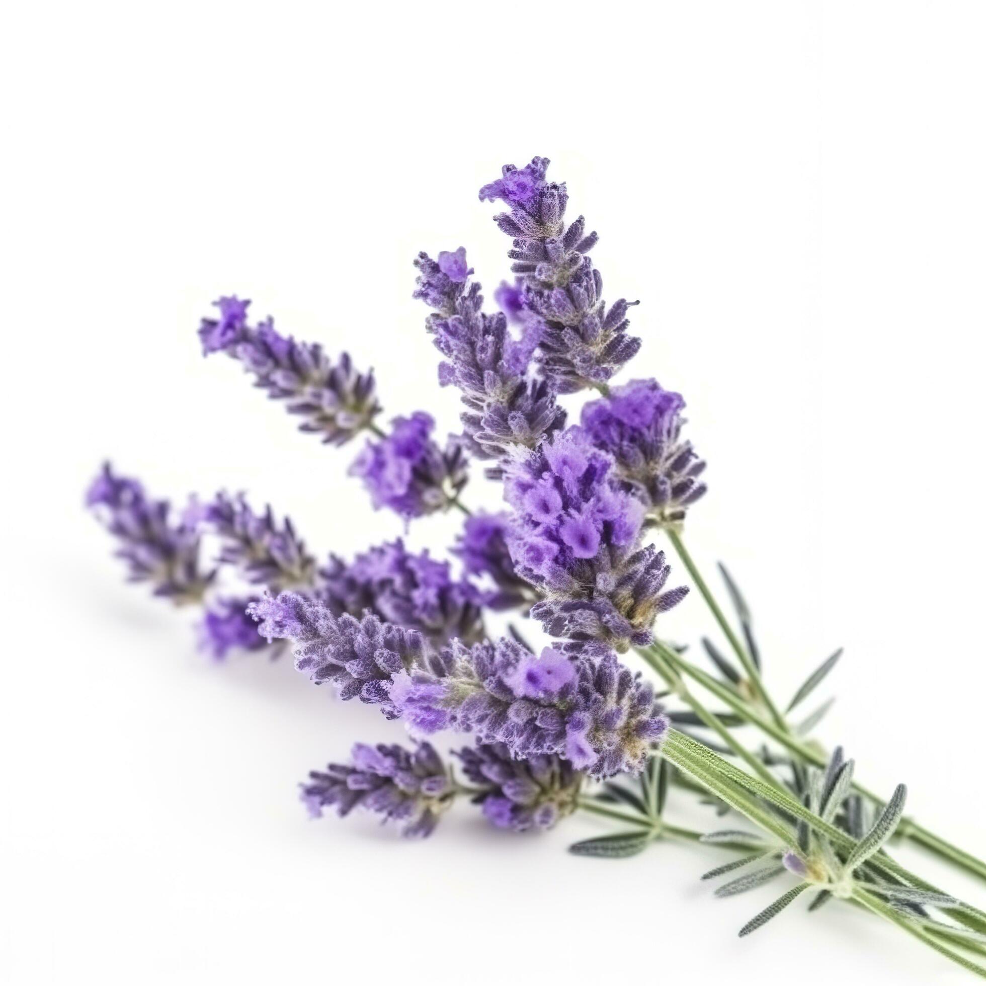 Beautiful lavender flowers on white background, generate ai Stock Free