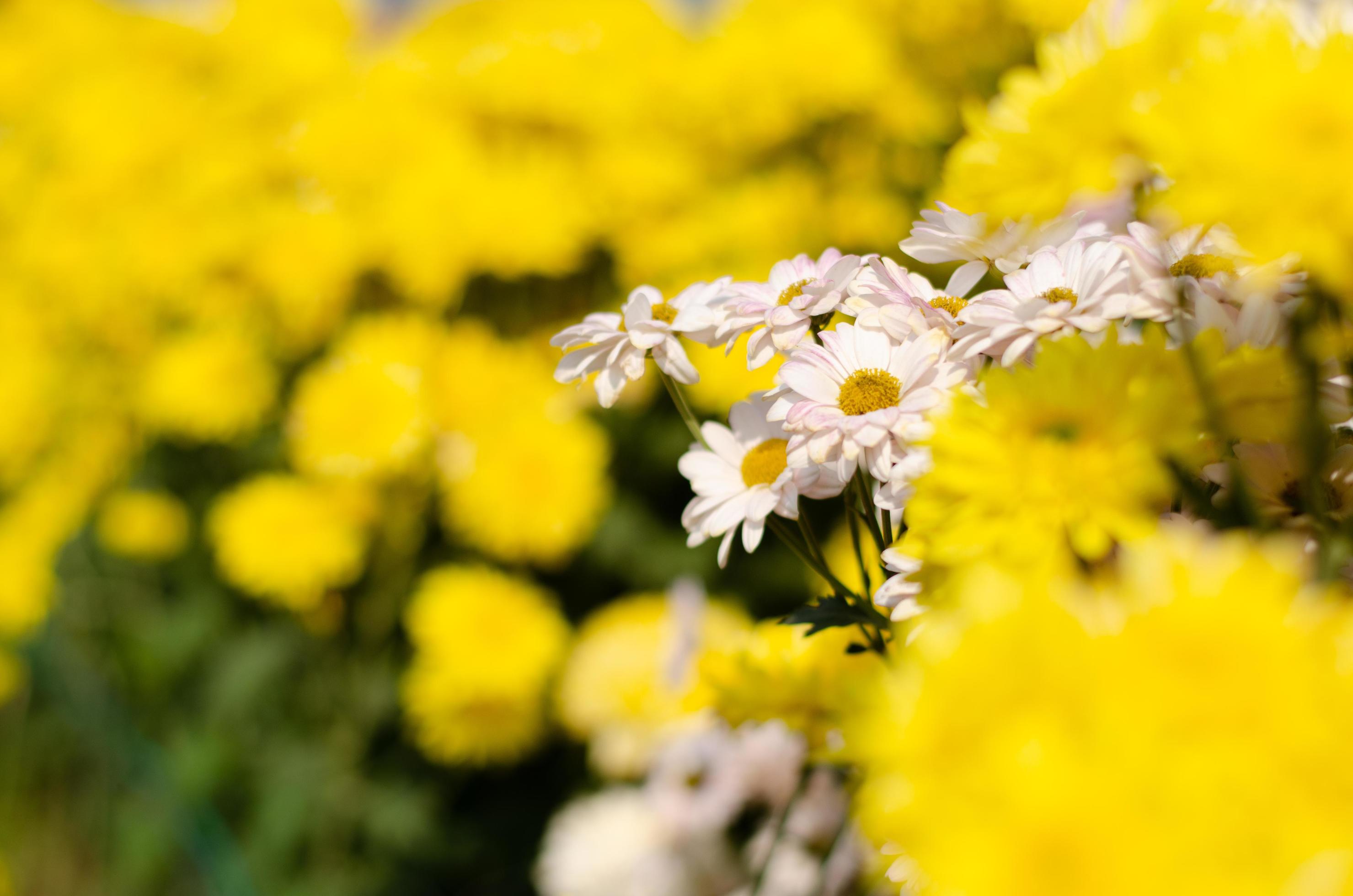 White and yellow chrysanthemum flower Stock Free