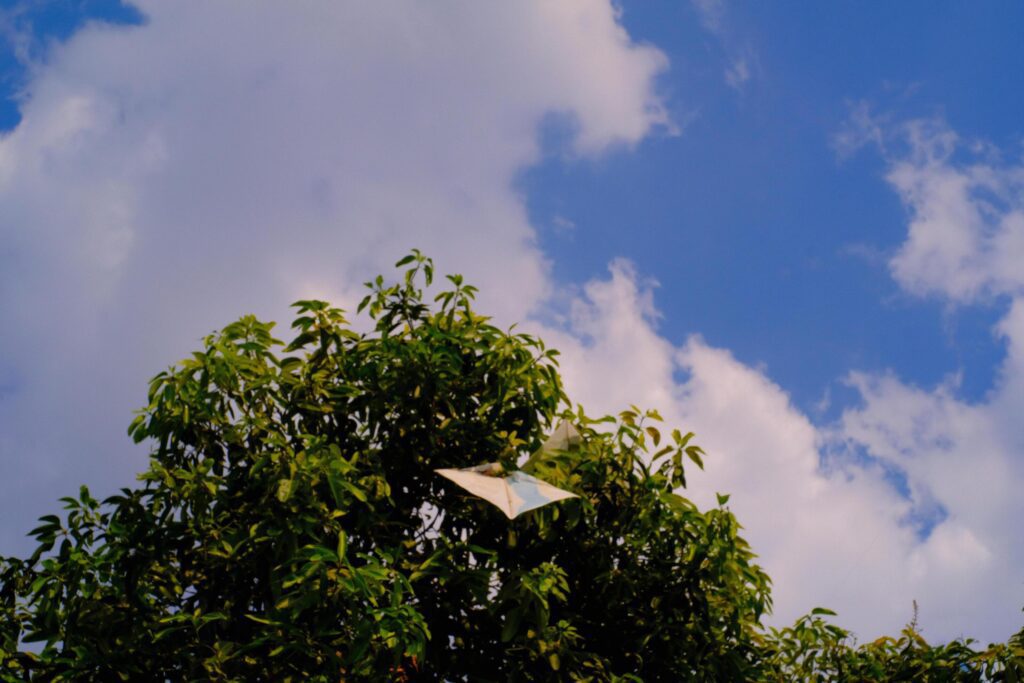 Background Photography. Photo of a kite caught in the branch of a towering mango tree. Snagged kites, objects, children’s games. Stock Free