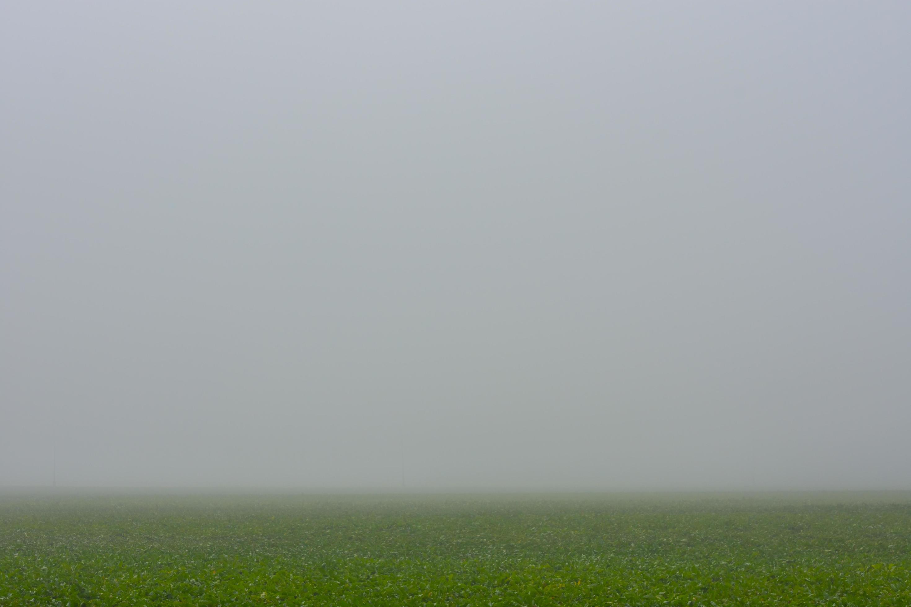 dense gray fog over a green field in the nature Stock Free