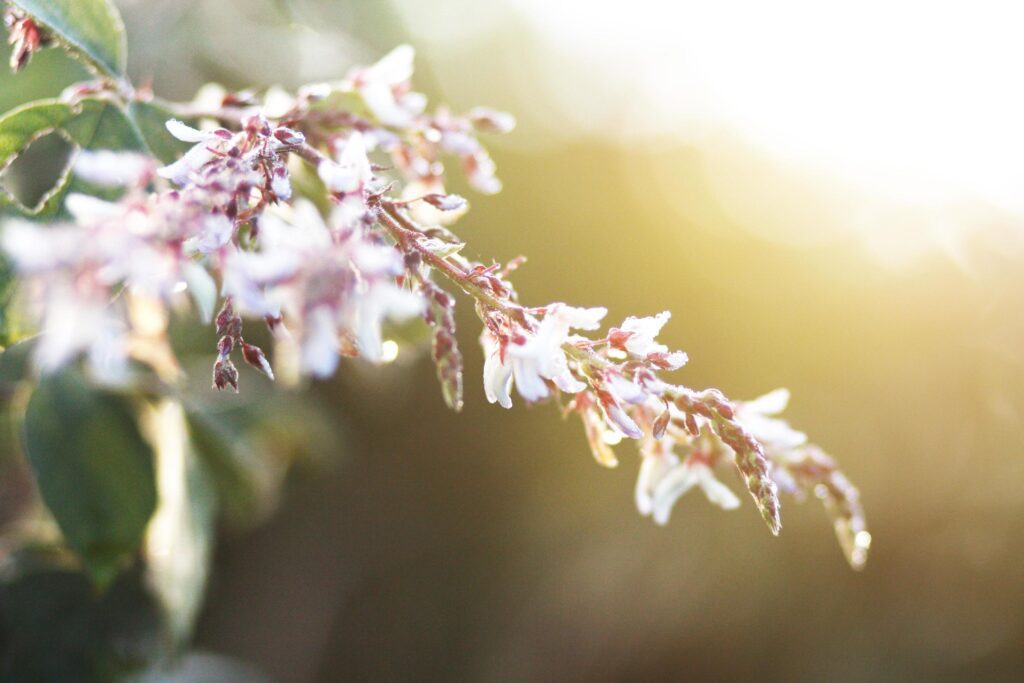 Blossom white Wild flowers grass in meadow with natural sunlight Stock Free