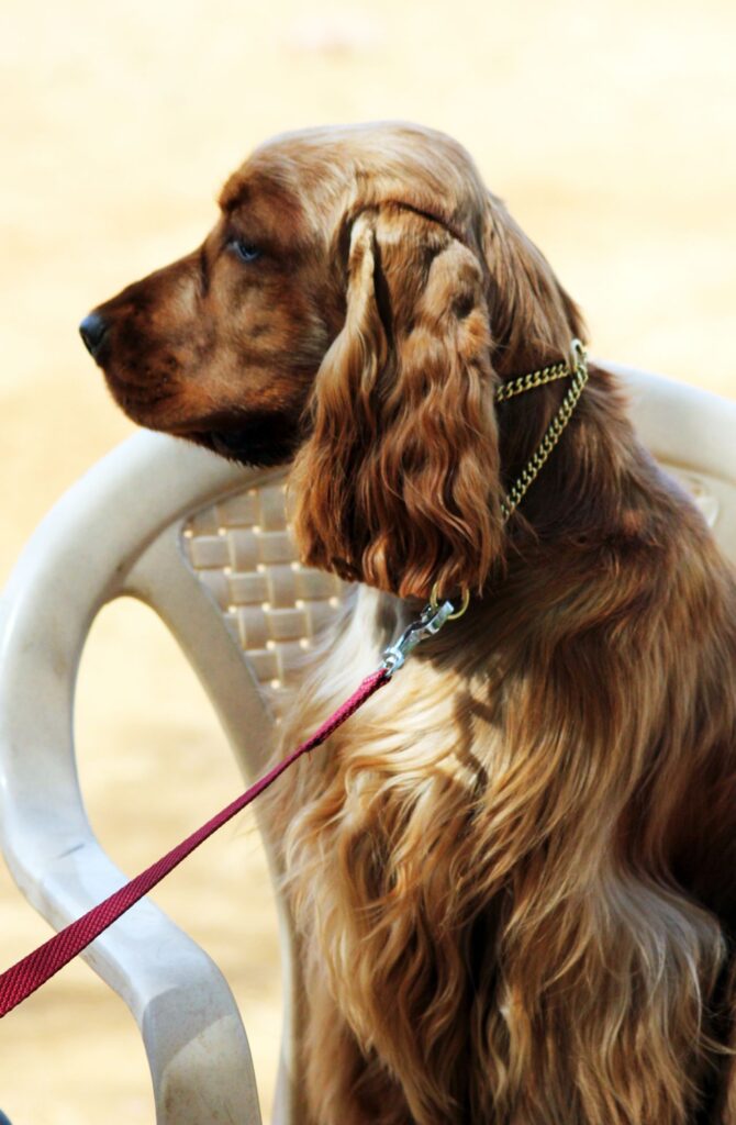 American Cocker Spaniel On Chair Stock Free