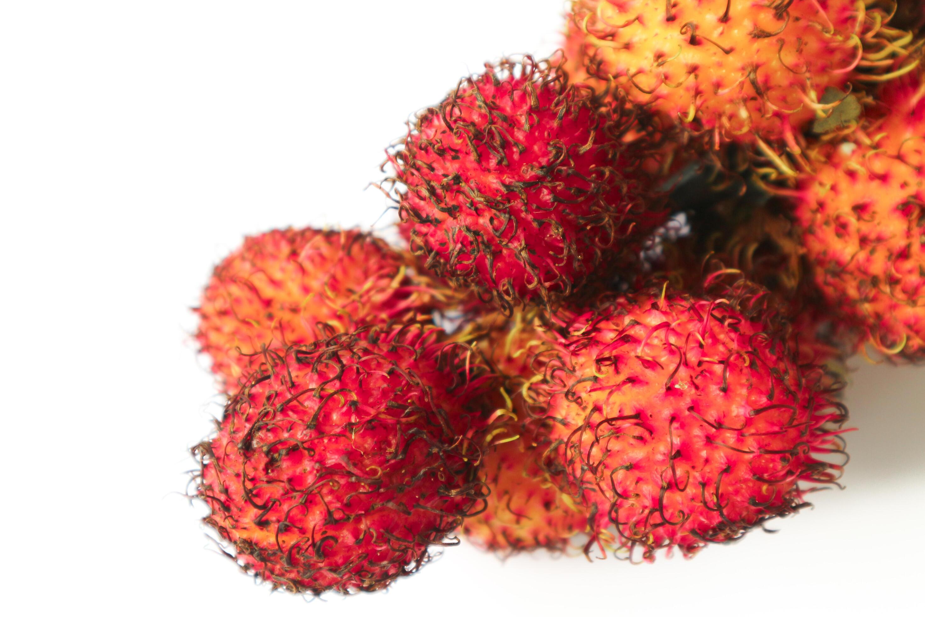 Rambutan taxonomic name, Nephelium lappaceum is a medium sized tropical tree in the Sapindaceae family Stock Free