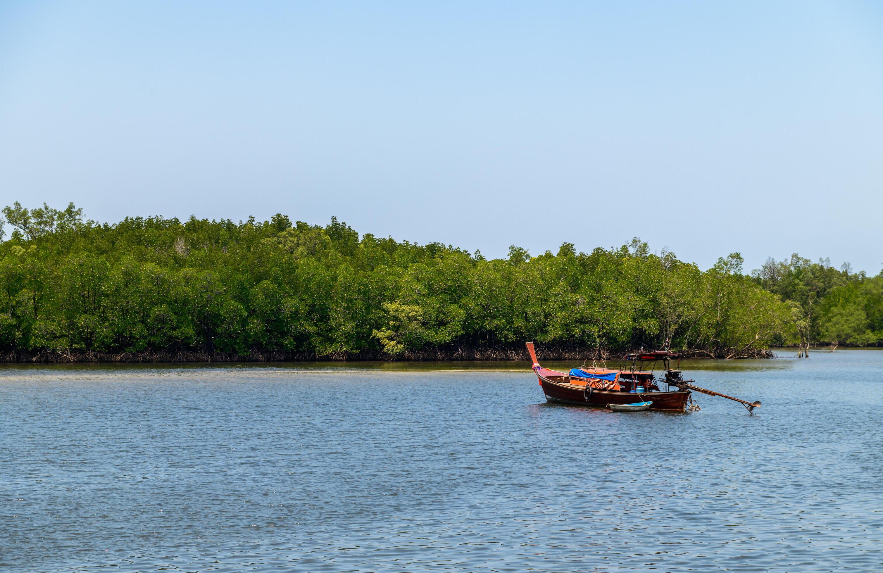 long tail boat and mangrove forest background at Trang THAILAND Stock Free