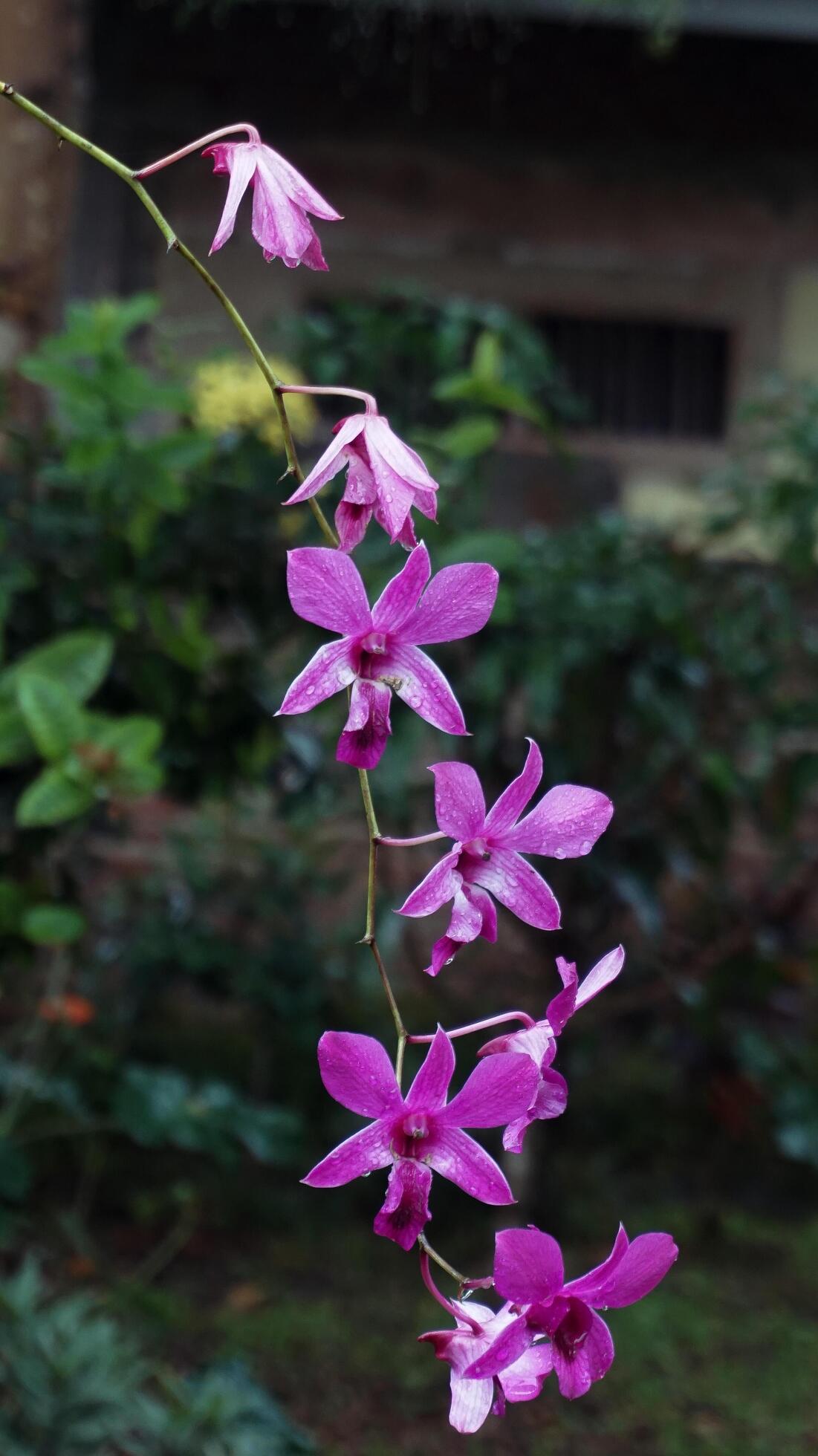 Orchid flowers, nature background, atmosphere after rain Stock Free