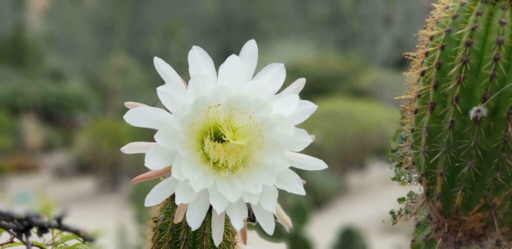 A white and yellow cactus flower in a botanical garden. Stock Free