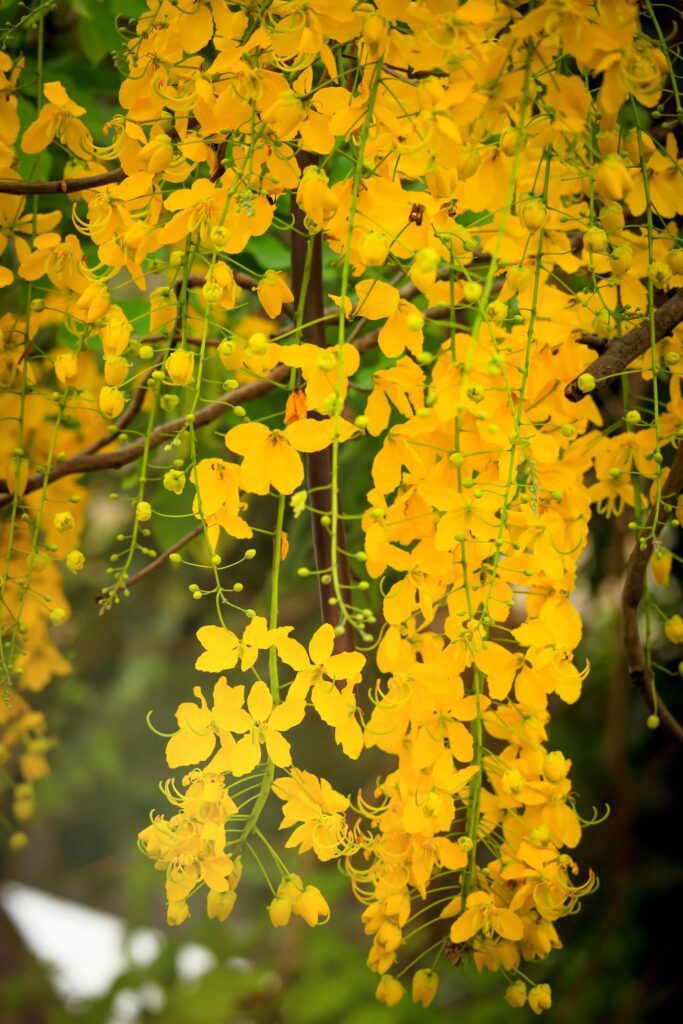 Beautiful golden shower flower Ratchaphruek, tropical yellow flower blooming in summer garden Stock Free