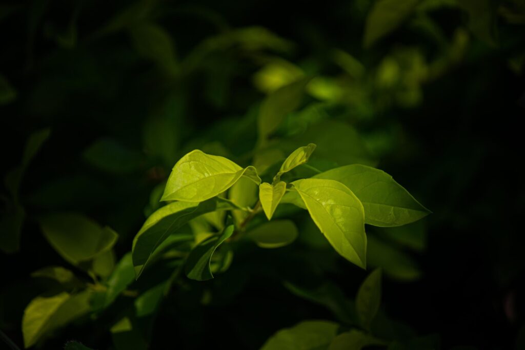 Close-up of light green leaves with dark background. Free space Stock Free