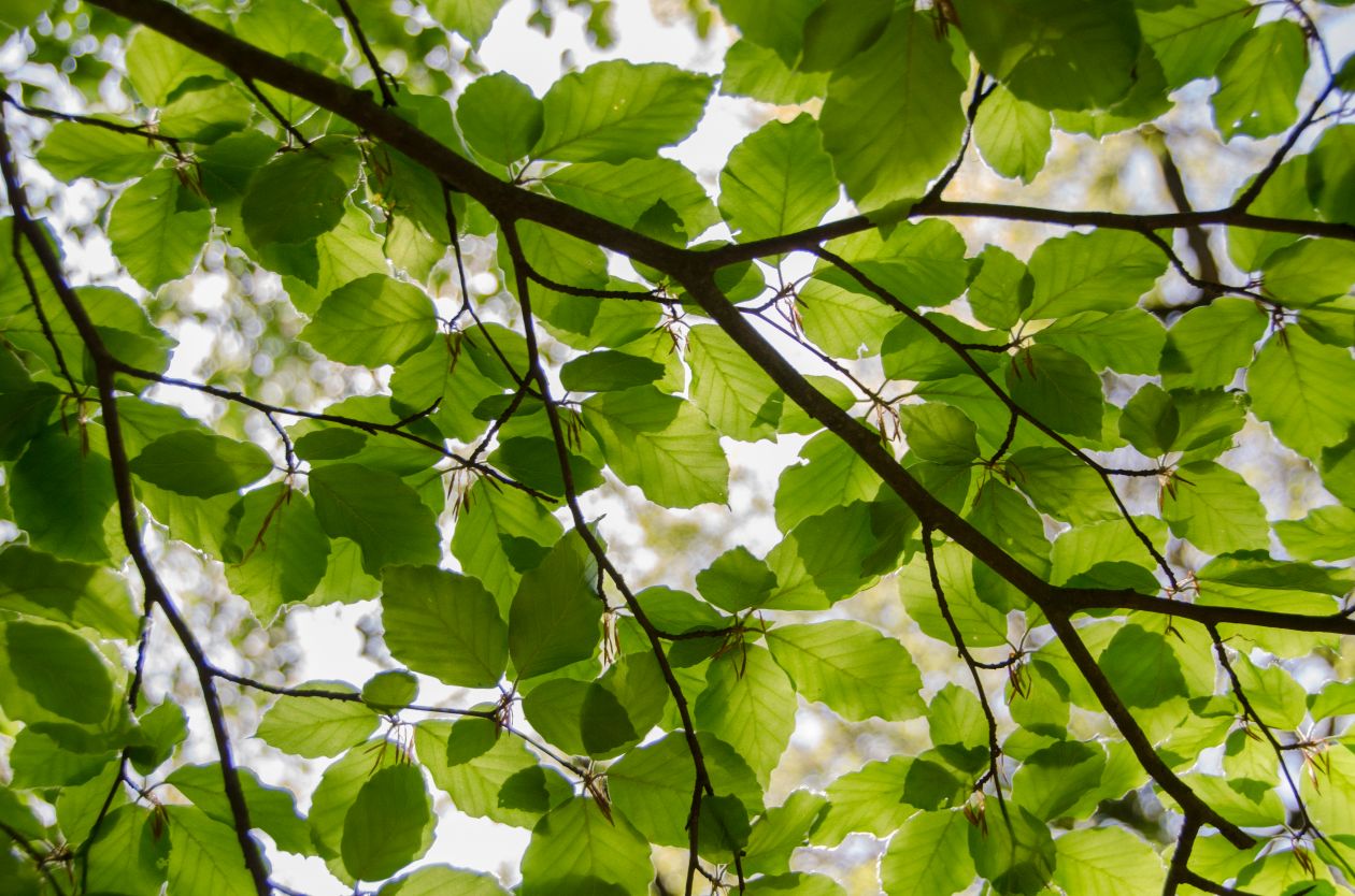 Green leafs Stock Free