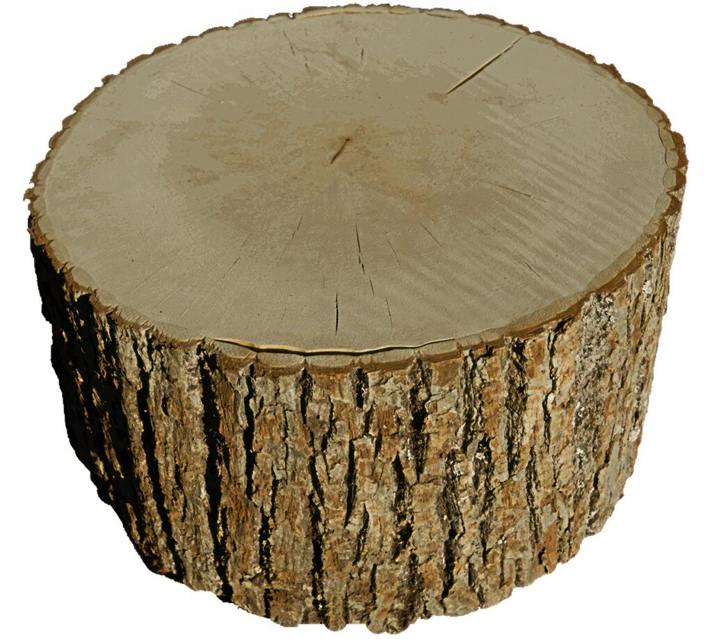 Pine Tree wood stumps on ground after being cut with real wood texture background. Stock Free