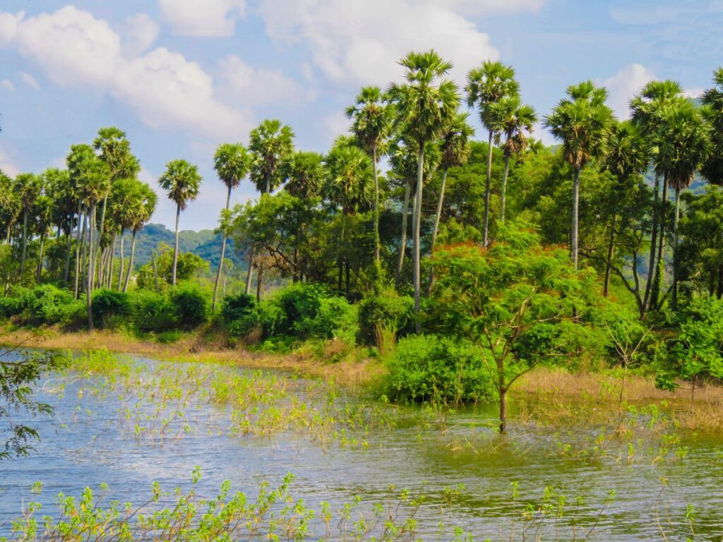 Tropical Lake Stock Free