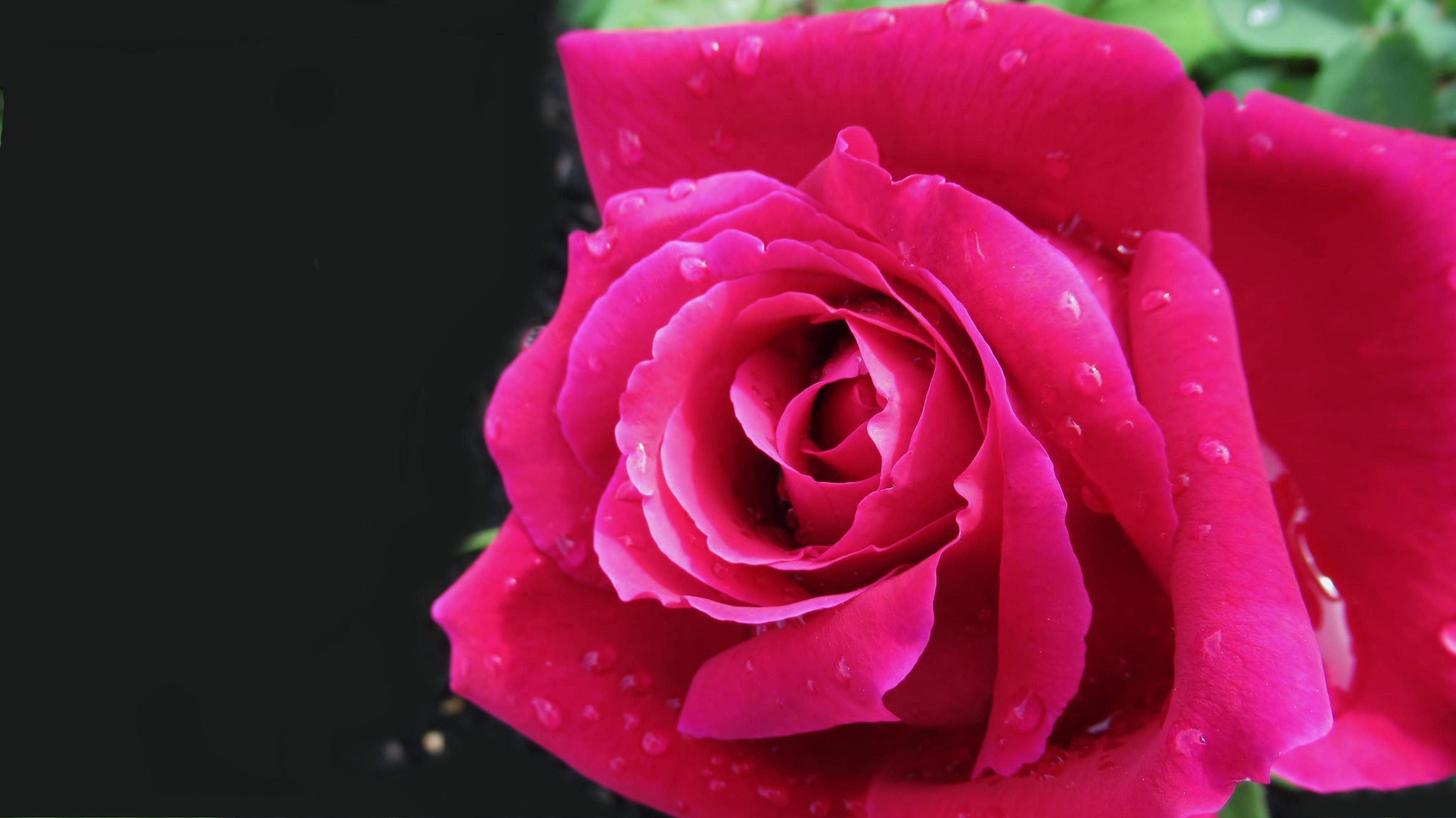 pink red rose, flower closeup Stock Free