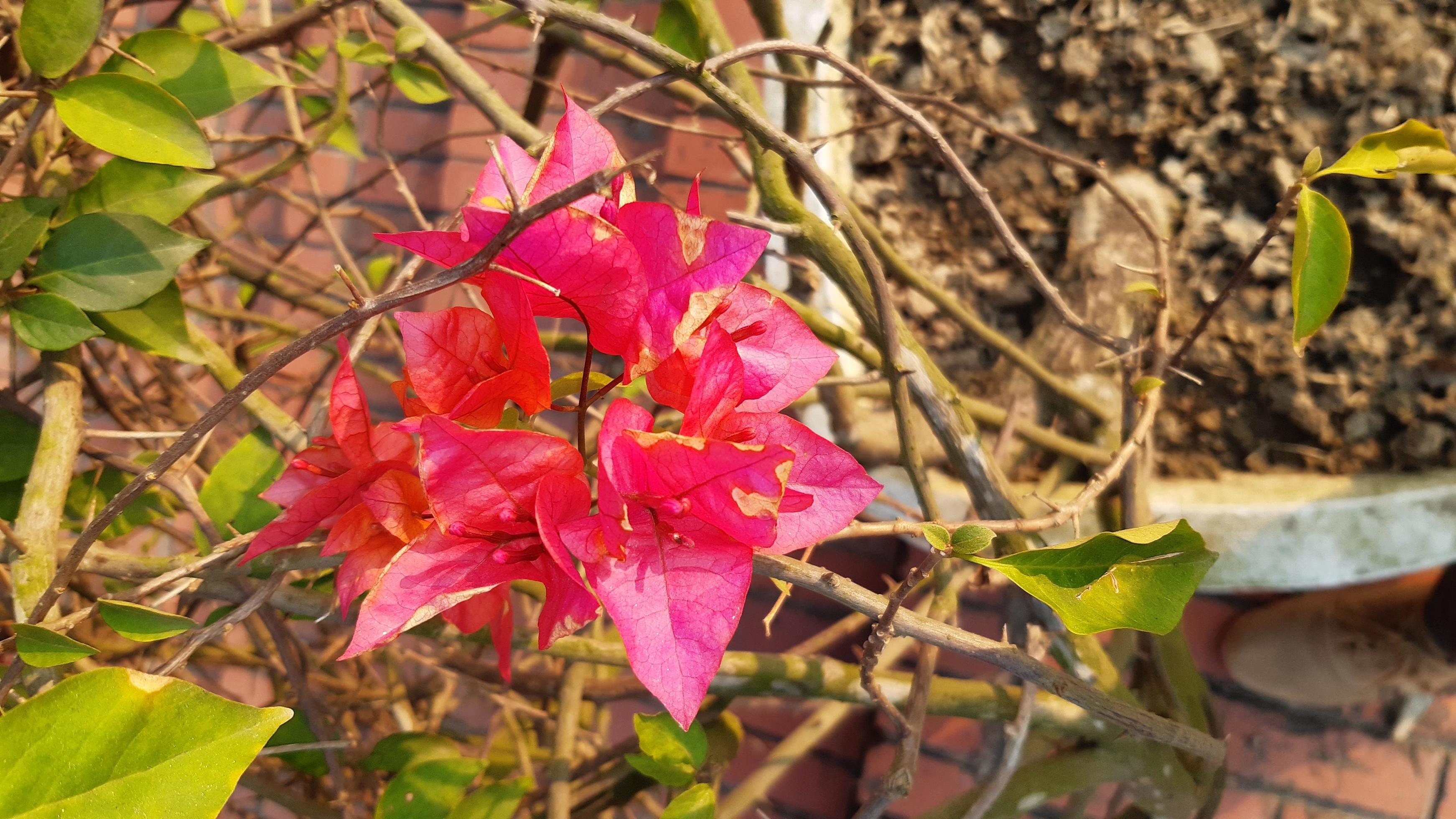 Bougainvillea glabra, lesser bougainvillea or paperflower, spring blooming flower. Stock Free