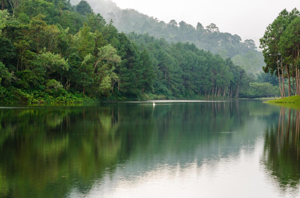 Nature landscape at morning of lakes and pine forests Stock Free