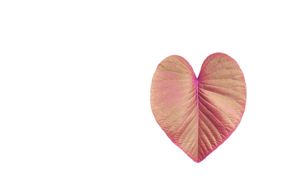 A cut-out of copper color tree leaf on a white background with clipping paths. Stock Free