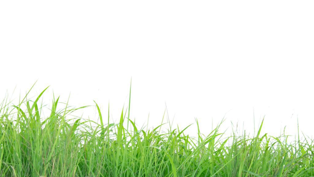 A cut-out of a clump of green tall grass on a white background with clipping paths. Stock Free