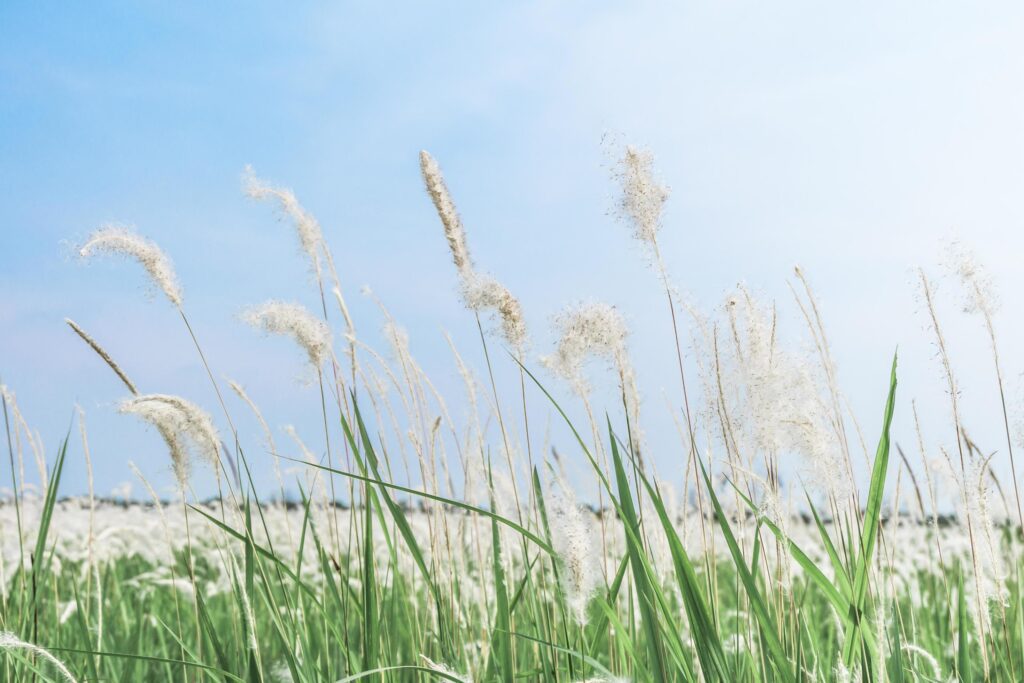 Soft focus of grass flower in the bright sky nature background Stock Free