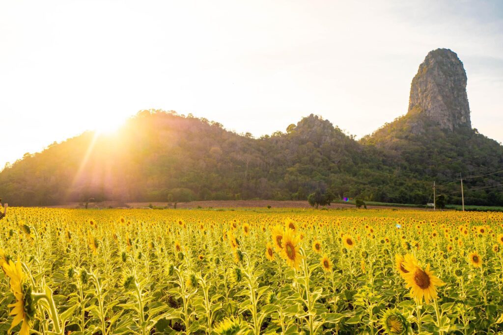 At sunset, a summer sunflower meadow in Lopburi, Thailand, with a mountain background. Stock Free