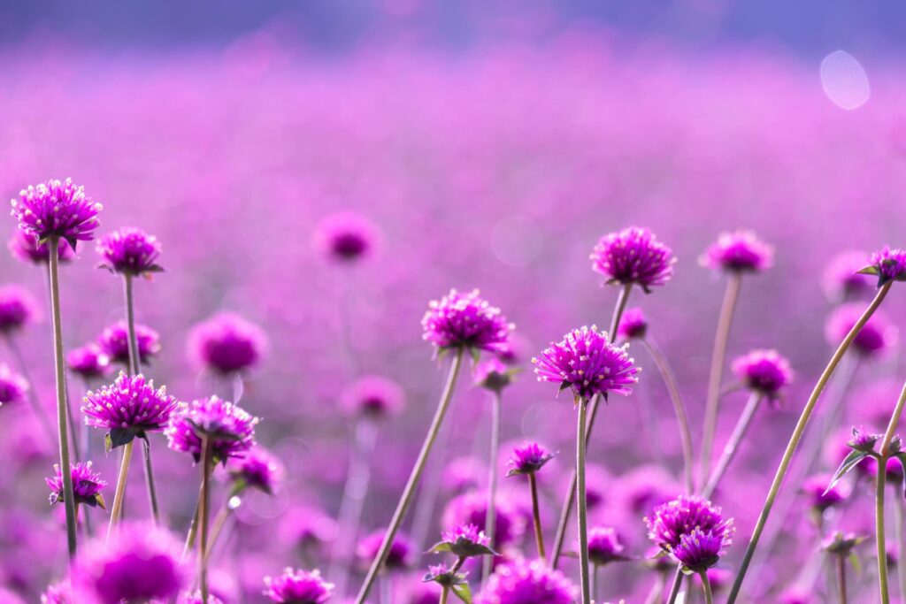 pink amaranth flower blossom on field, Beautiful growing and flowers on meadow blooming in the morning.Soft pastel on nature bokeh background Stock Free