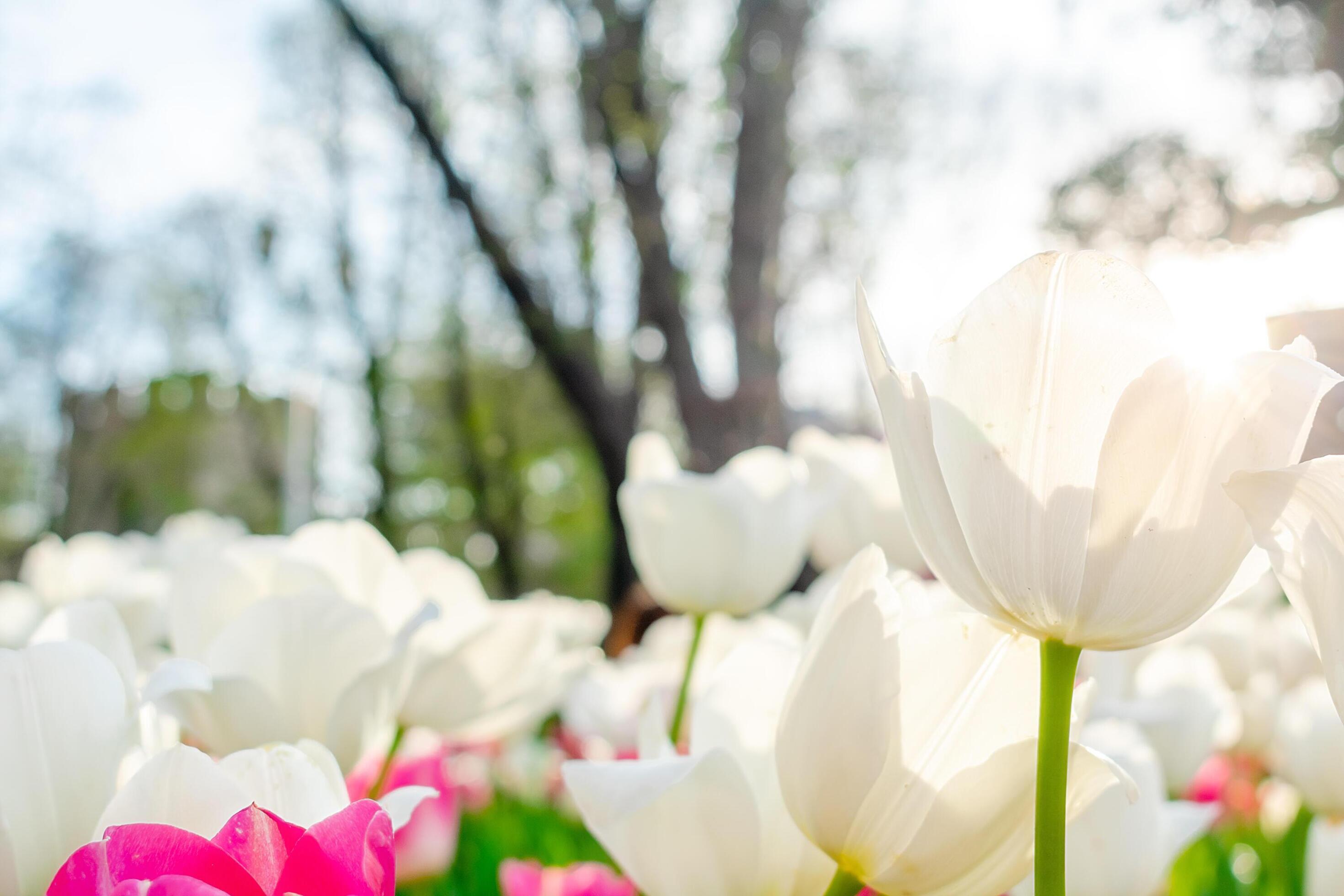 Background of many white tulips. Floral background from a carpet of white tulips. Stock Free