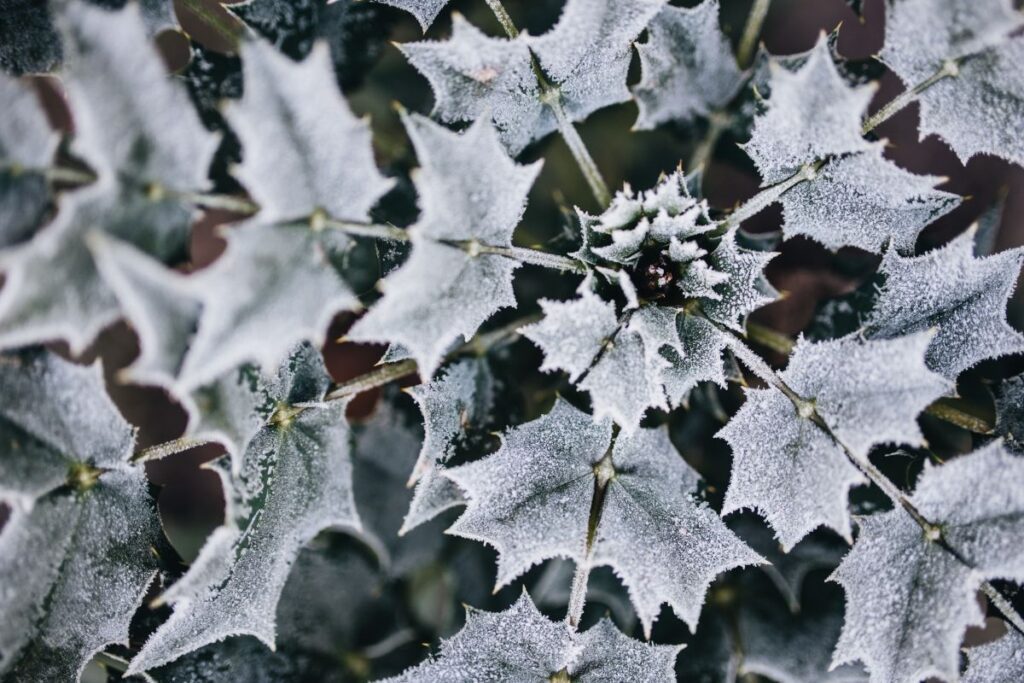 Detail of leaves covered in frost Stock Free